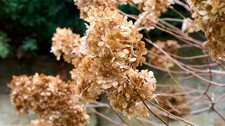 Dried hydrangea flowers in a garden