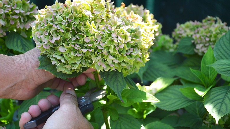 Close-up of a person's hands cutting hydrangea flowers with pruning shears