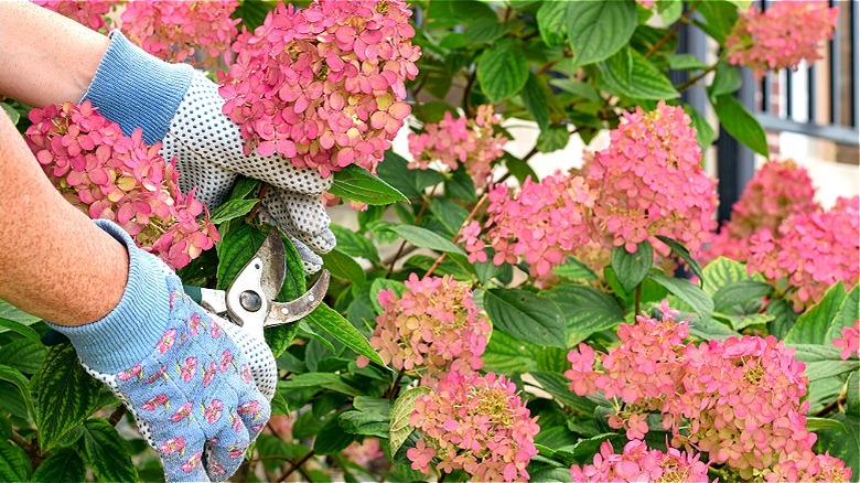 Gloved hands deadheading hydrangea with its leaves intact