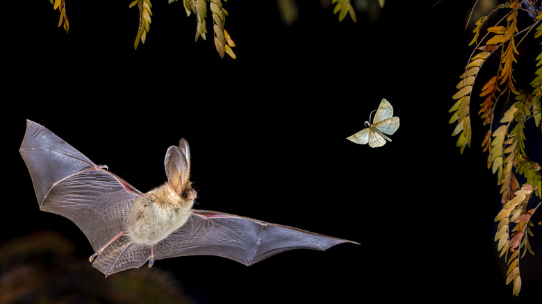 Brown bat chasing a moth in mid air