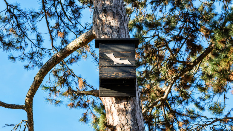 Black bat house in a park