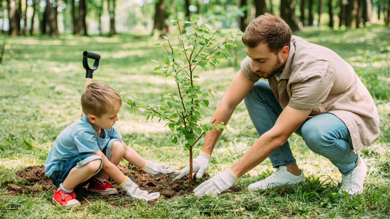 Before You Plant A Tree: The Rule Most Homeowners Don't Know