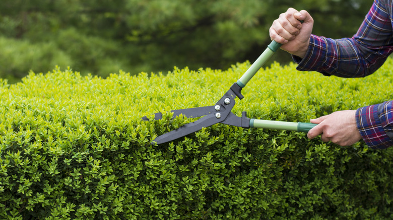 Person trimming the outside of hedges