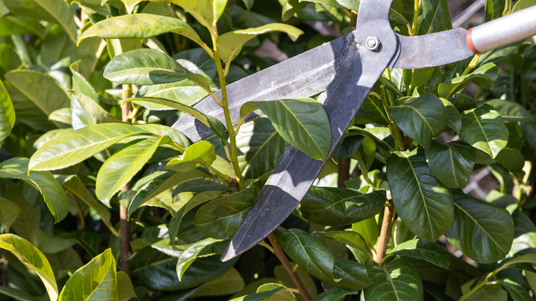Close up of hedges being trimmed