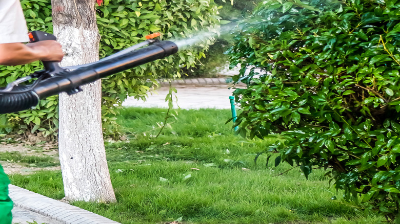 Person applying fertilizer to bush