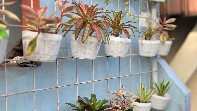 Vertical garden with small plants