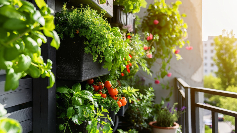 Vertical garden with herbs and vegetables