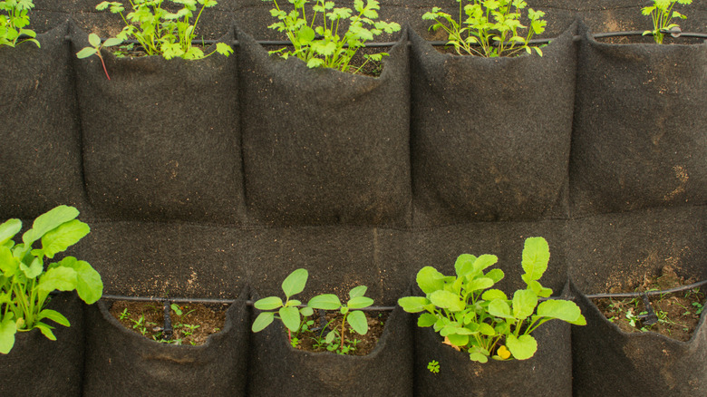 Vertical garden fabric pockets with plants