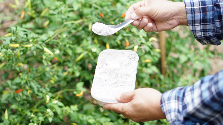A gardener holding a container with white powder and using a spoon to apply it in the garden