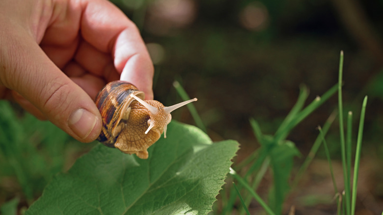 A person holding a snail that was on a leaf