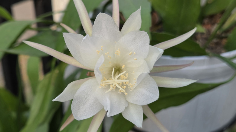 The large white flower of Epiphyllum oxypetalum is shown against its greenery