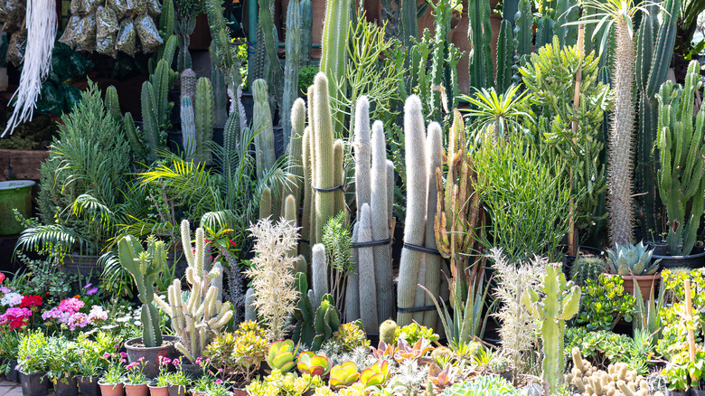 Various types of cacti in garden