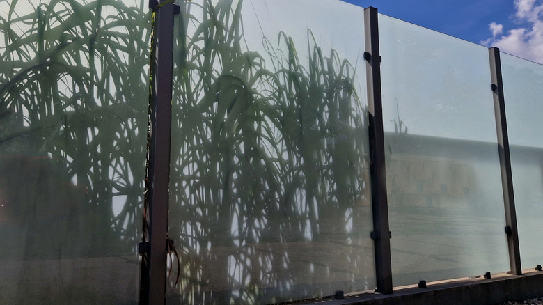 A fogged glass fence with plants growing on the other side