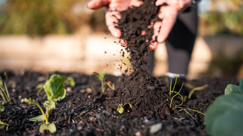 Hands toss soil over young plants
