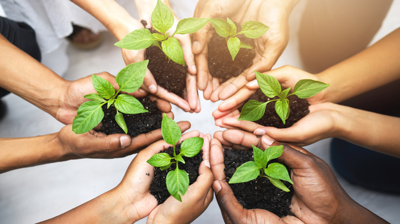 A circle of hands hold soil with seedlings