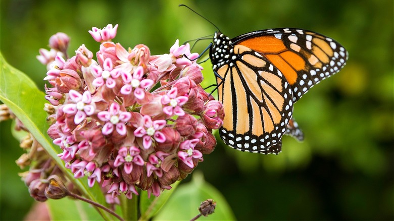Monarch butterfly on milkweed flower