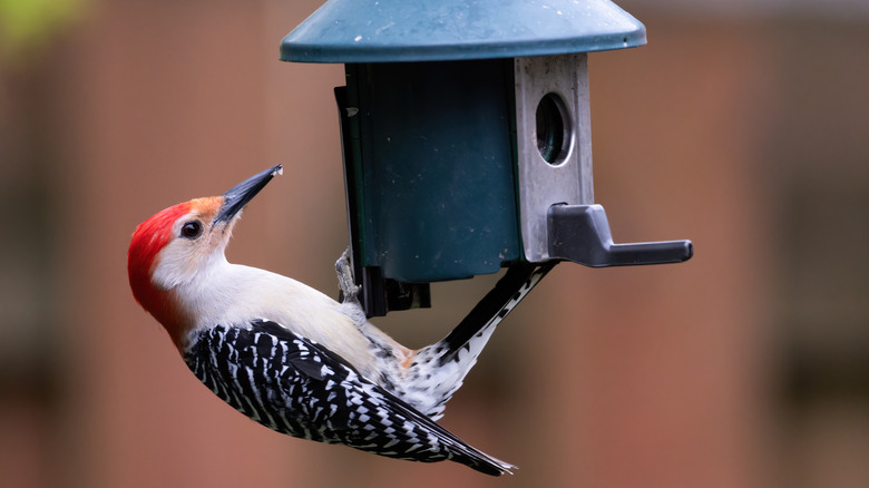 bird hanging off feeder 