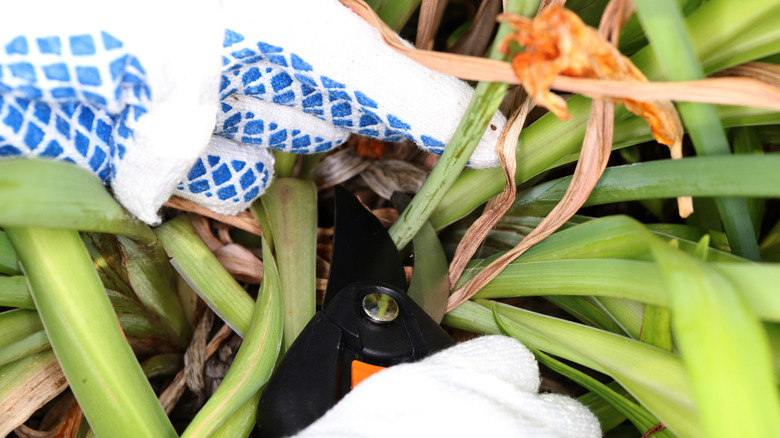 Gloved hands snip away dead plant matter from a daylily plant.