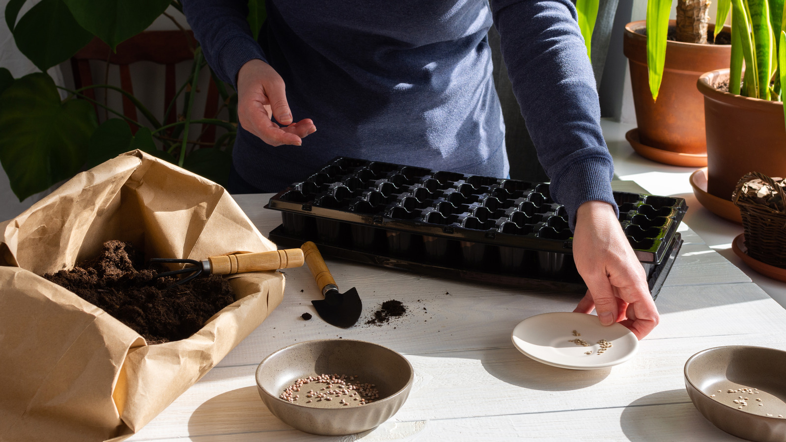 Benefits Of Starting Seeds Instead Of Buying Plants