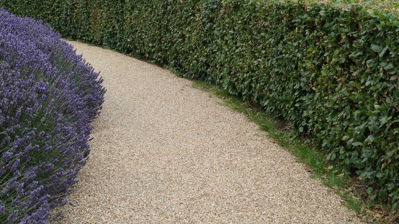 A well-maintained lavender hedge lining the left side of a gravel path