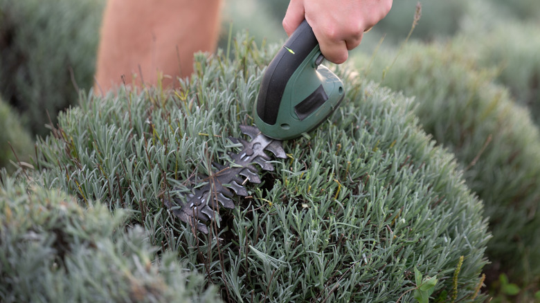 Gardener trimming a lavender hedge with a small hand held battery-operated hedge trimmer