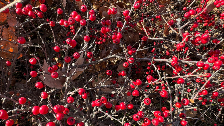 Bright red berries on the branches a winterberry holly shrub