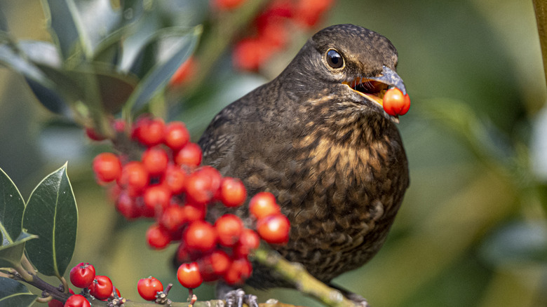A bird eats berries in a shrub.