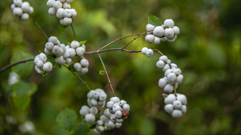 Snowberries cover a branch.