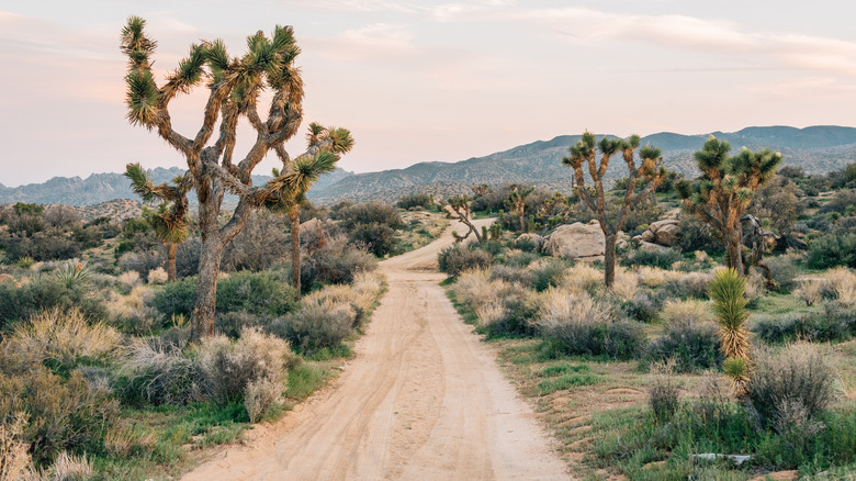 joshua tree dirt road