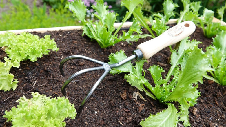 Dewit's 3-Tine Hand Cultivator