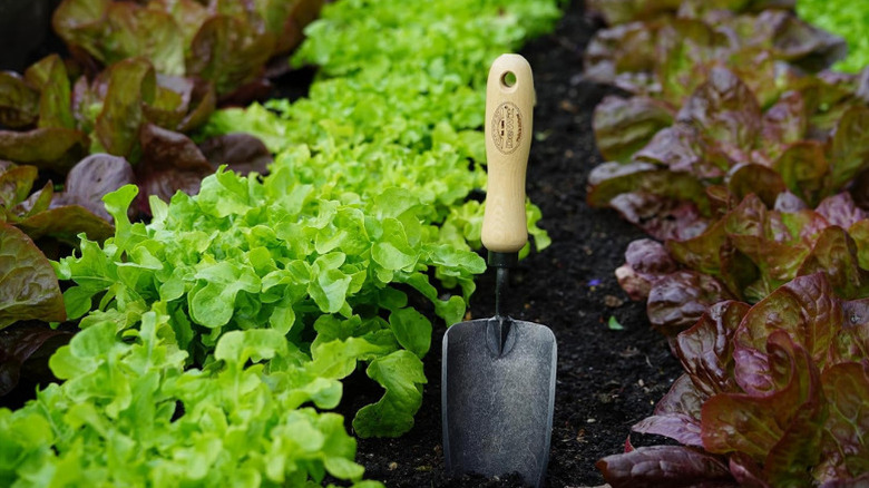 DeWit's Forged Hand Trowel in a garden bed