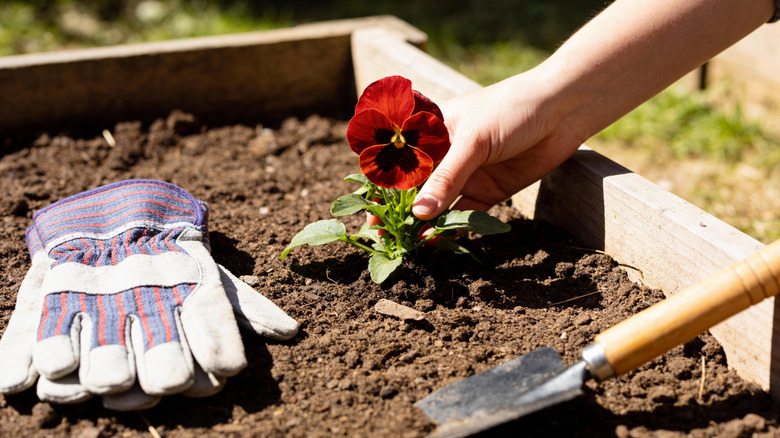 Person gardening, planting a red pansie, with gloves and trowel in the foreground.