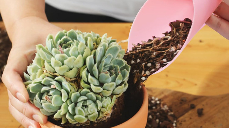 A person using a pink Bonsai soil scoop