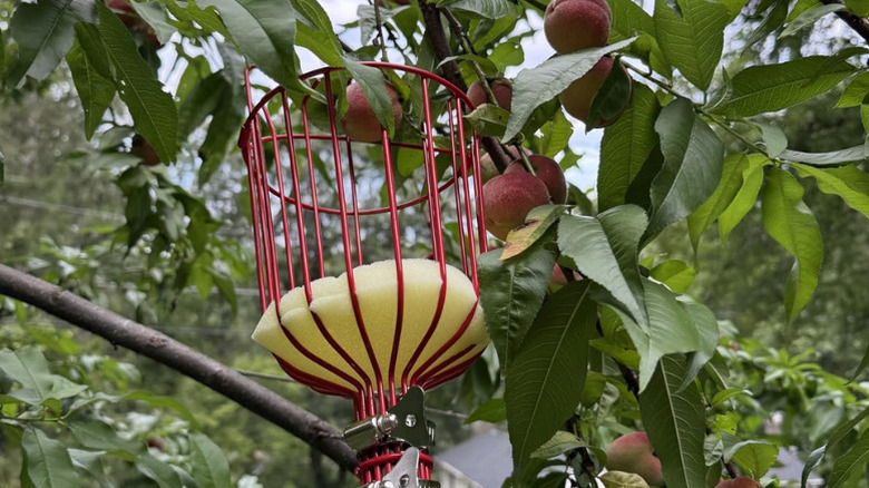 DonSail's Fruit Picker Pole Tool with Basket under an apple tree