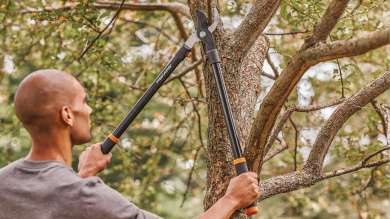 A man using Fiskars' 28-inch Heavy Duty Loppers on a tall tree branch