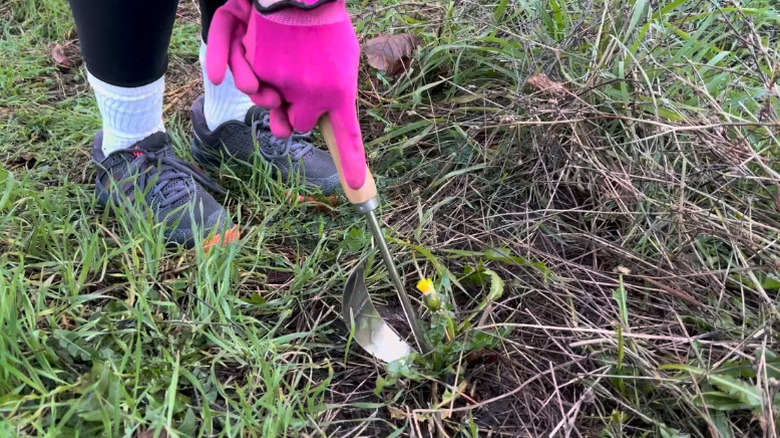 A person using Grandpa's Hand Weeder Tool on a dandelion