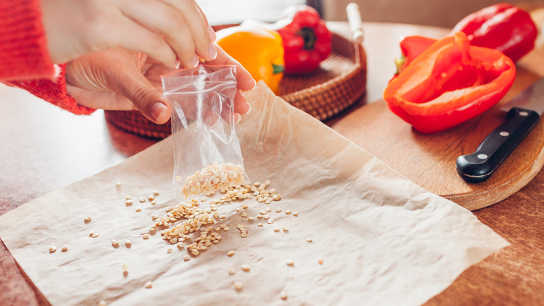 Gardener puts saved seeds from sweet peppers in zip pack at home.