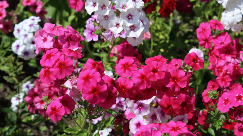Vivid pink and white annual phlox flowers growing in partial shade.