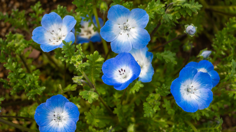 A group of blue and white baby blue eyes growing together in the shade.