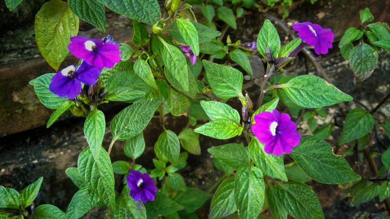 Purple bush violets growing in the shade.