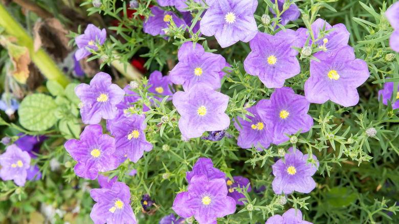 A patch of purple cupflowers in the sun.