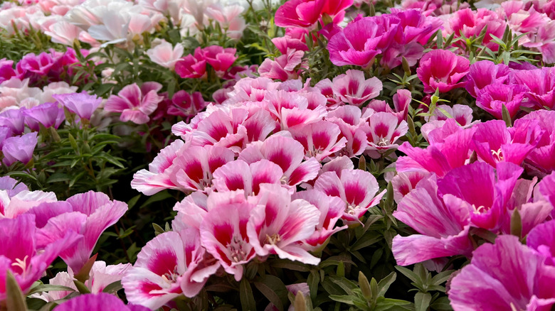 A vivid pink flower bed of farewell-to-spring flowers.