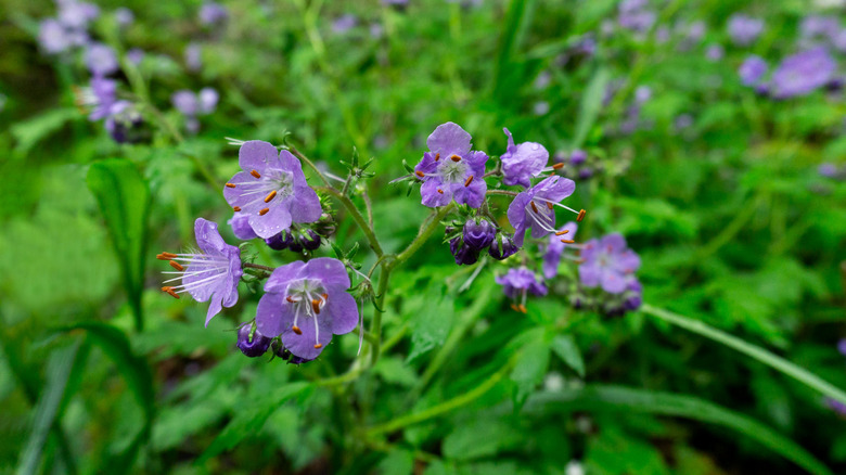 The light purple flowers of the fernleaf phacelia.
