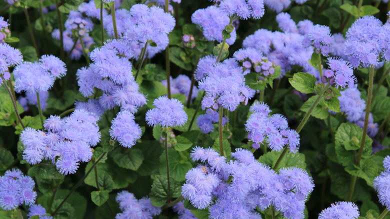 A dreamy blue-purple variant of floss flower growing in a cluster.