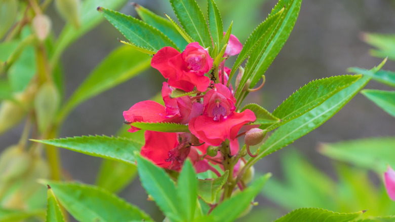Rose red garden balsam flowers with serrated leaves.