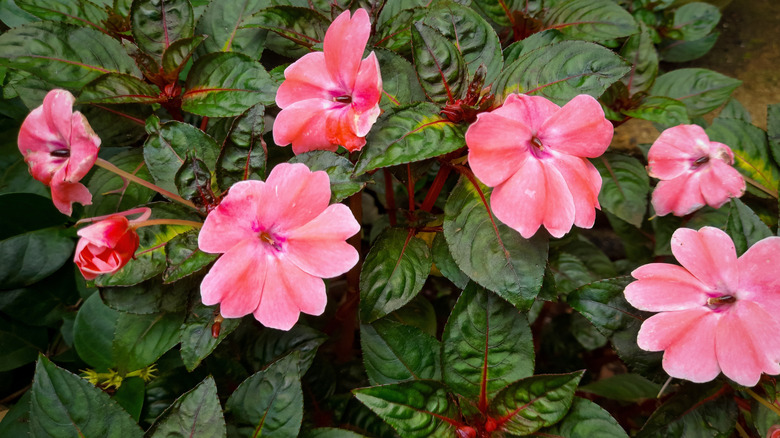 Rose pink impatiens with dark green leaves blooming in the shade.