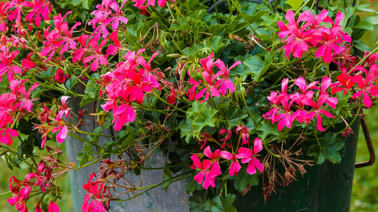 Bright pink ivy geranium trailing out of a planter in a garden.