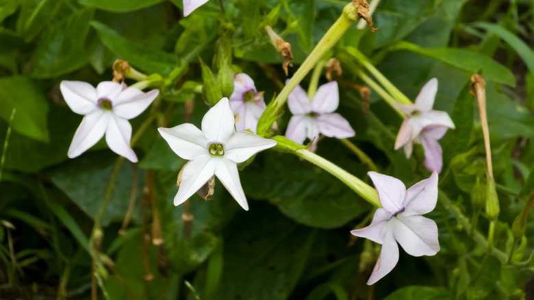 Star-shaped jasmine tobacco flowers growing from their stems in the shade.