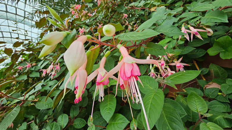 A cluster of large lady's eardrops with long-reaching flowers drooping from their stems.