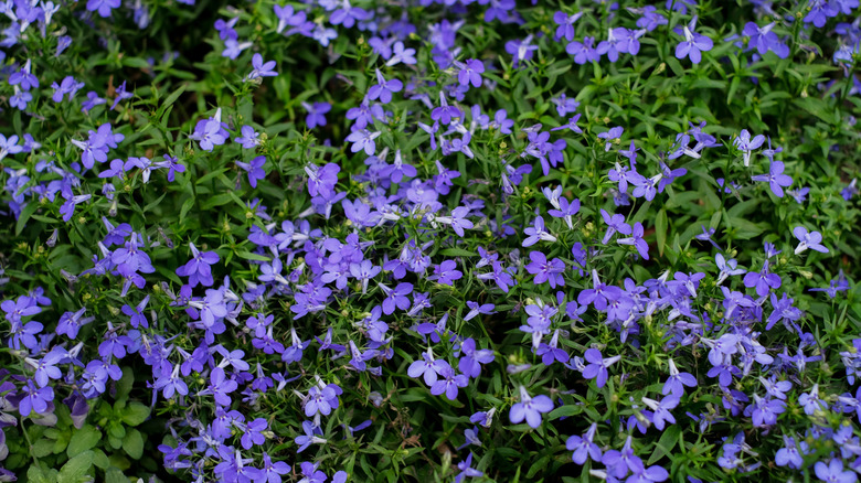 A flower bed full of purple lobelia flowers.